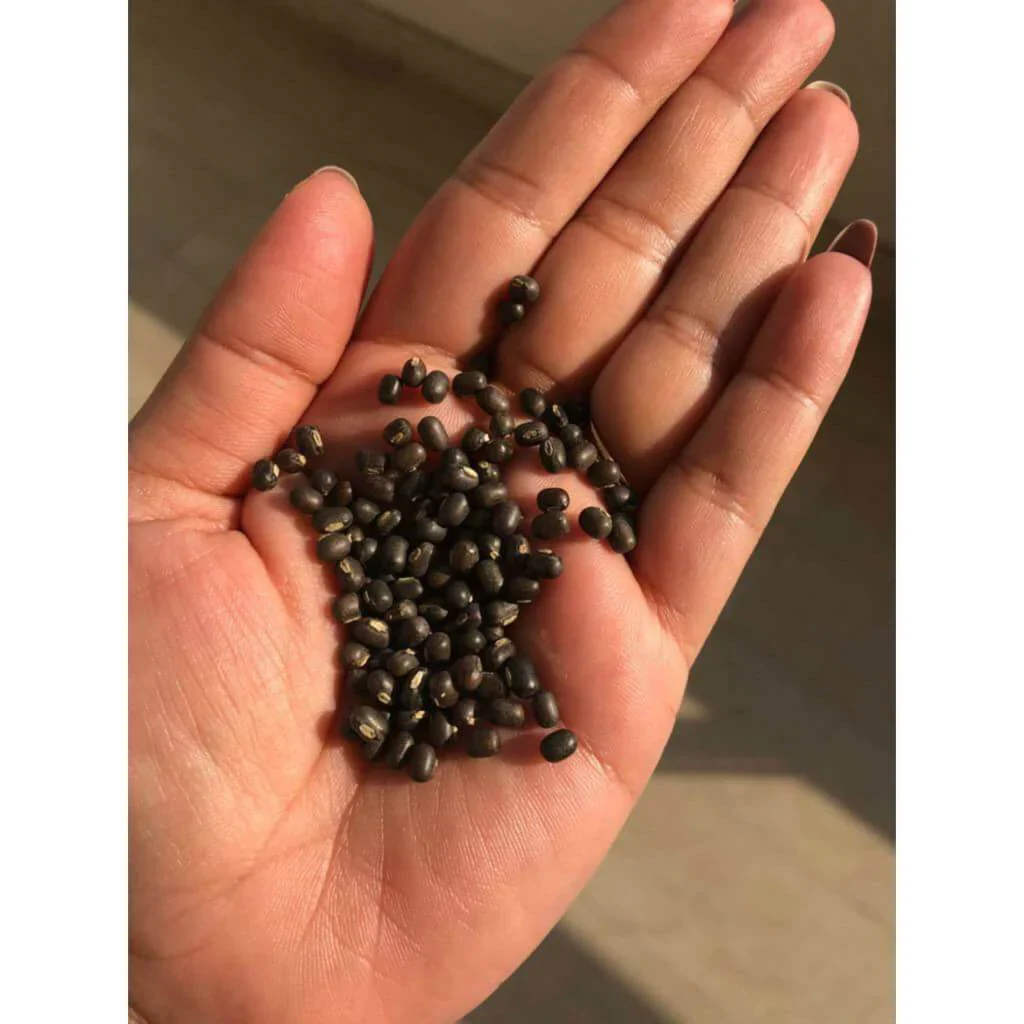 Balaayah Black Gram Booster: Un Ayurvedic olio corpo intenso che idrata la pelle secca - Image 13